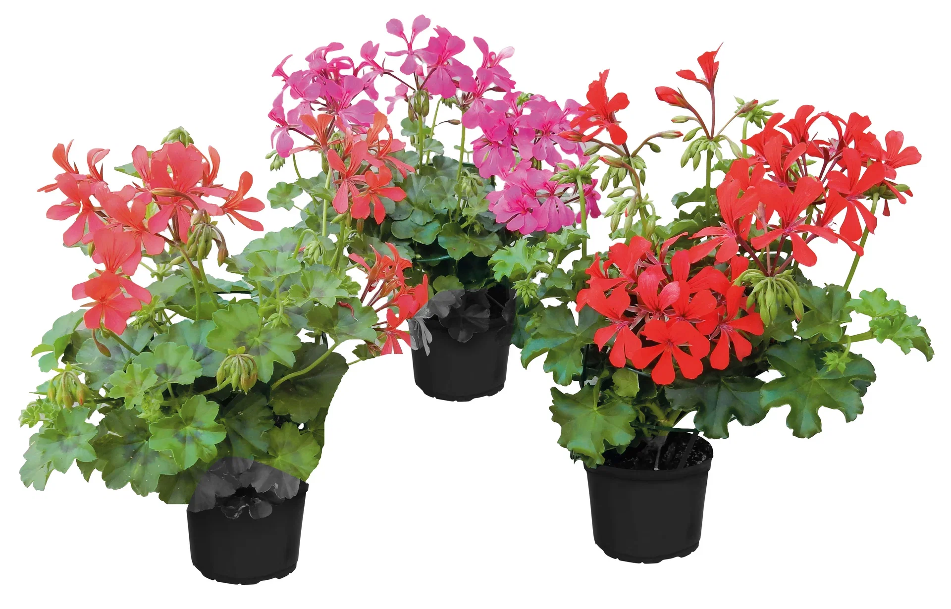 Pelargonium peltatum Slyngpelargonia Ø12 cm