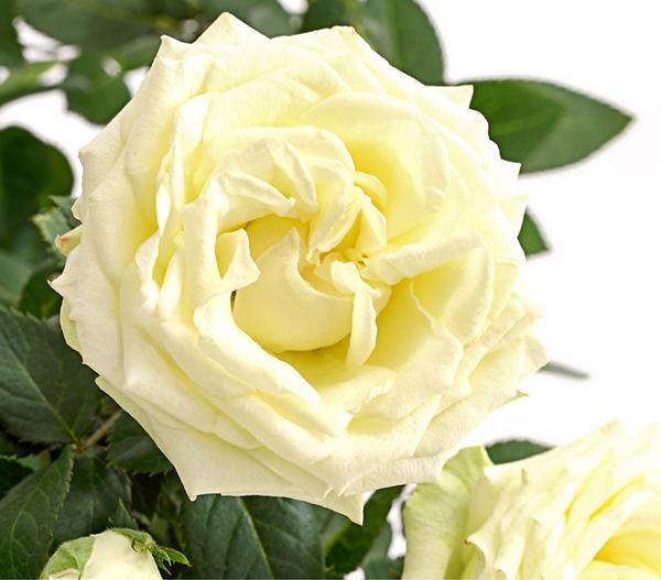 Topfrose - Rosa chinensis 'Infinity'