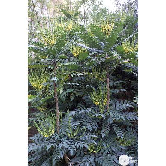 Mahonia x media ' Winter Sun ' : ctr 5 L Couleur