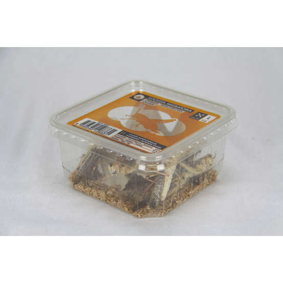 Criquets adultes pour alimentation reptiles : 10 pièces