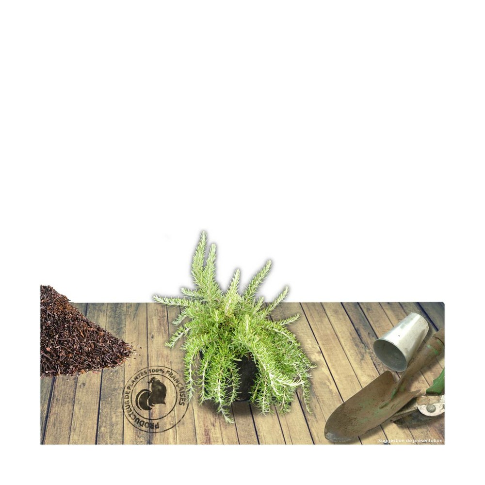 Romarin officinalis pointe du raz/rosmarinus officinalis pointe du raz[-]pot de 3l - 20/40 cm