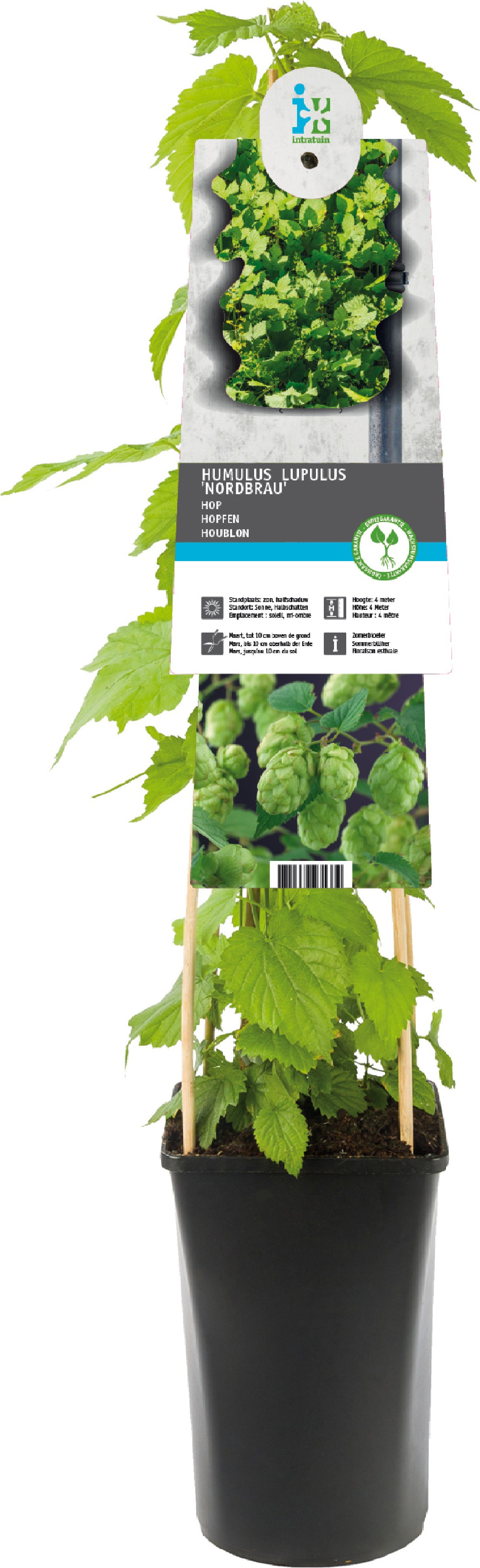Hop (Humulus lupulus 'Nordbrau') D 17 H 75 cm