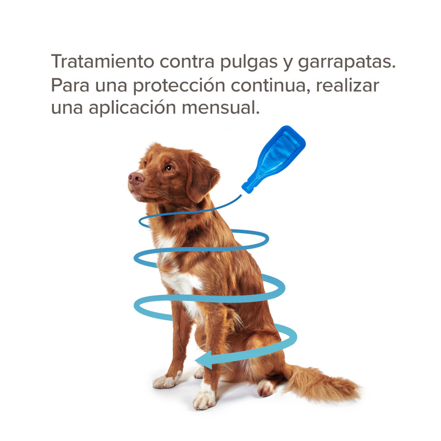 Pipetas Beaphar FiproTec para cães de raças pequenas