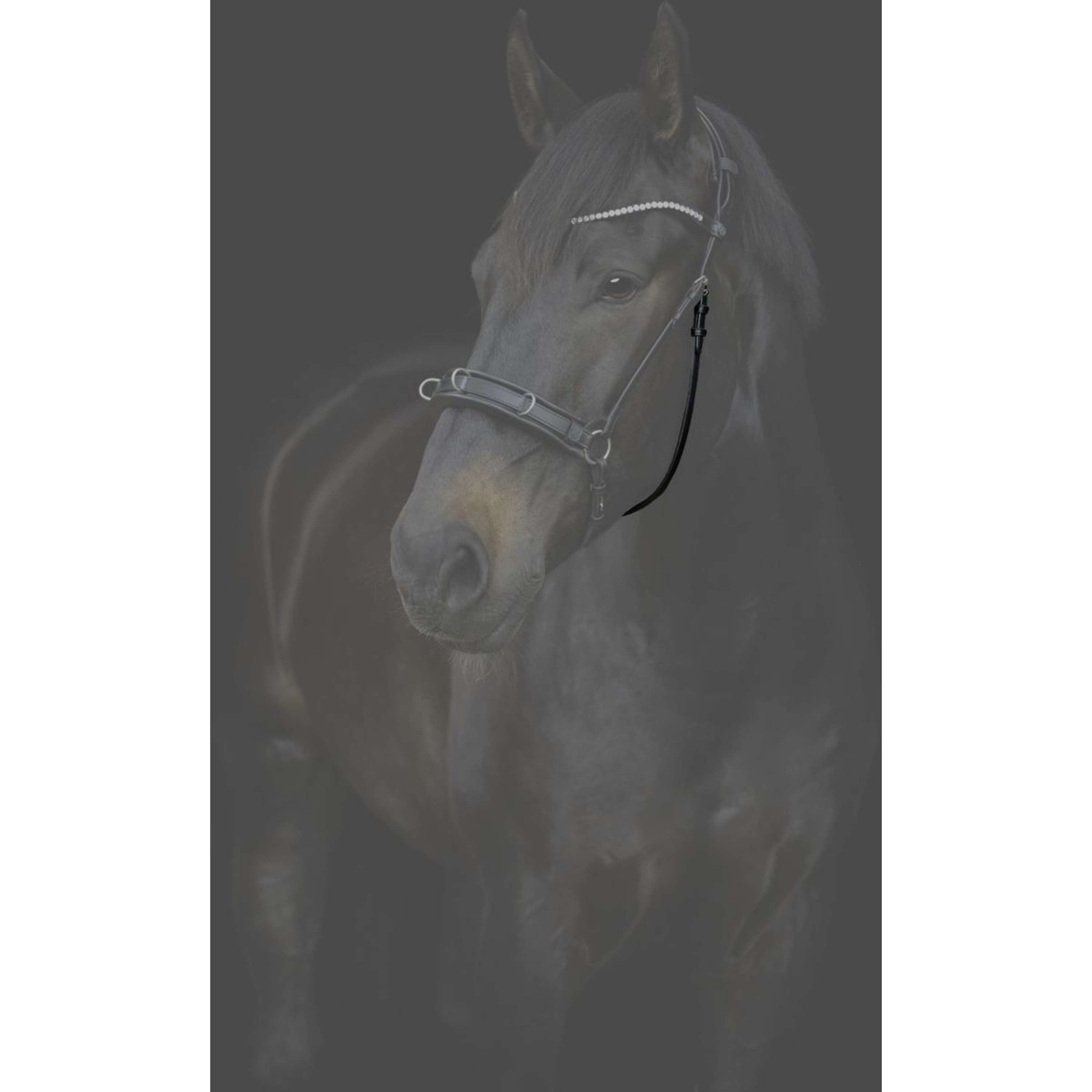 Catago Keelriem Gentle met Gespen Zwart