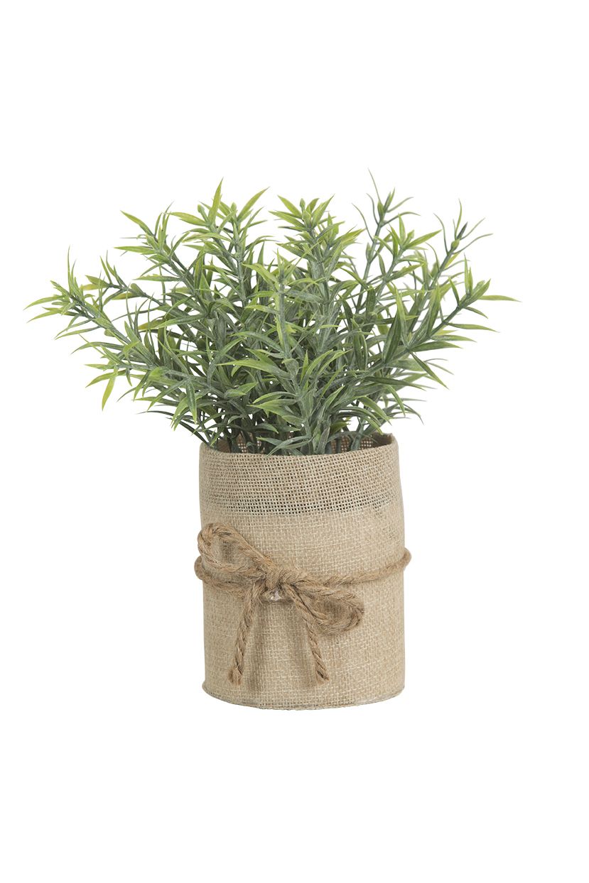 Plante i striepotte