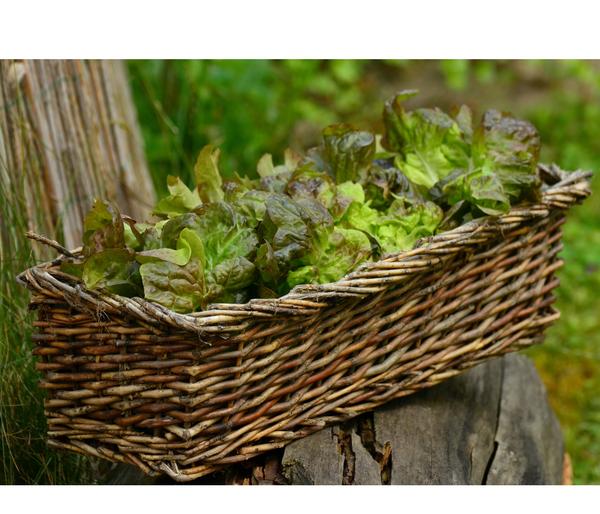 Bio Pflücksalat, 6er Schale