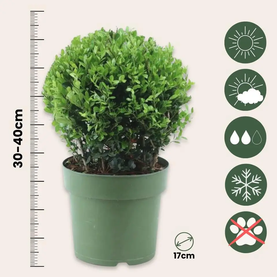 Japanse hulst - Ilex crenata 'Jenny' - Hoogte 30-40cm - ⌀17cm
