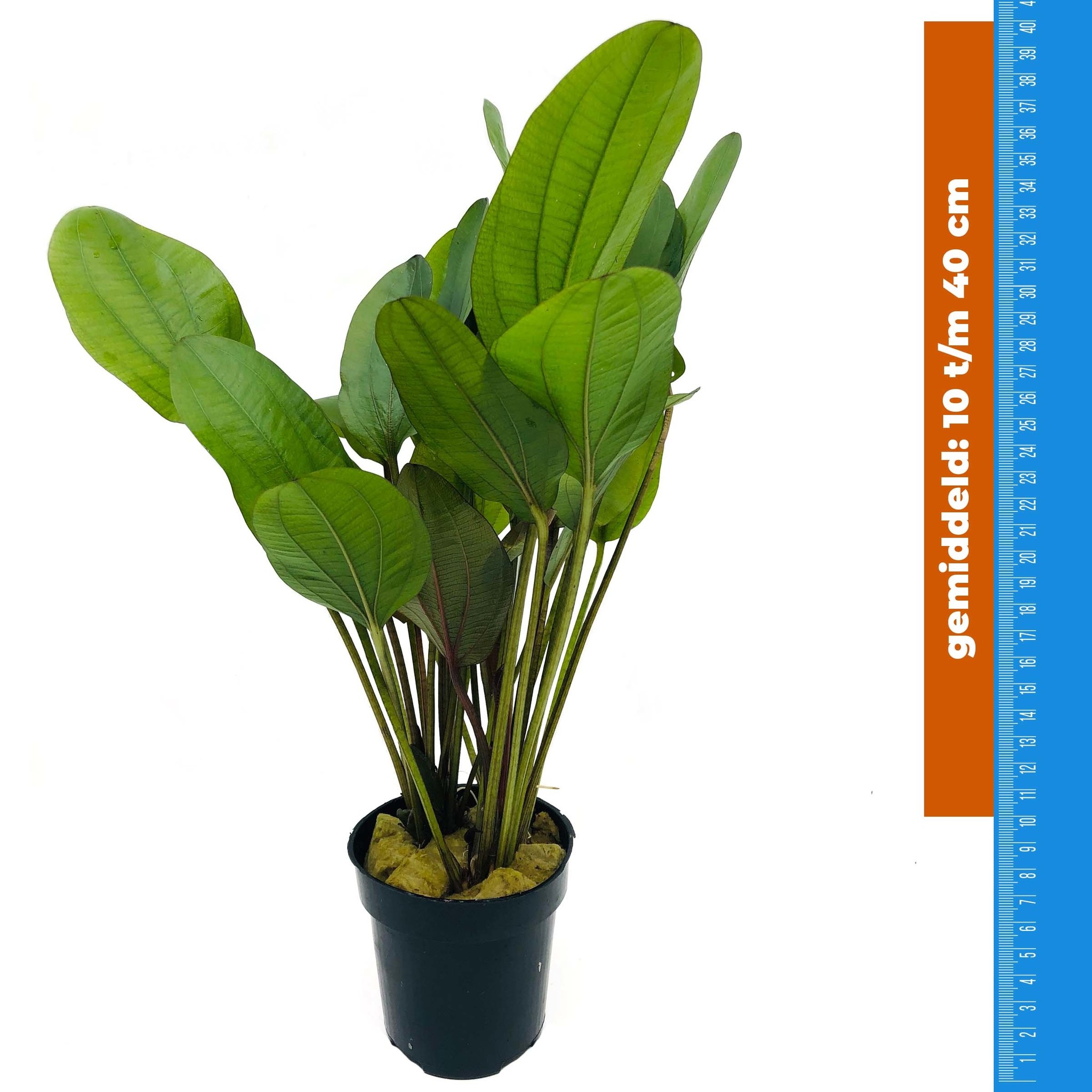 Echinodorus Reni - Extra Groot | Donkerrode kleur