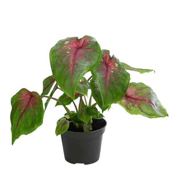 Buntwurz - Caladium bicolor Hybriden 'Casey'