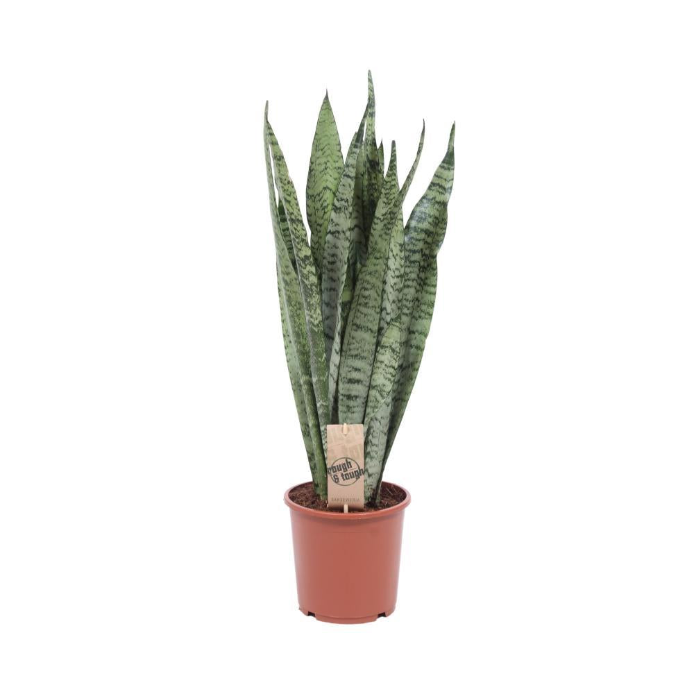 Plante d'intérieur - sansevieria zeylanica 70.0cm