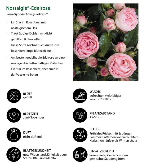 Noblesse® Spray-Rose 'Lovely Rokoko®'