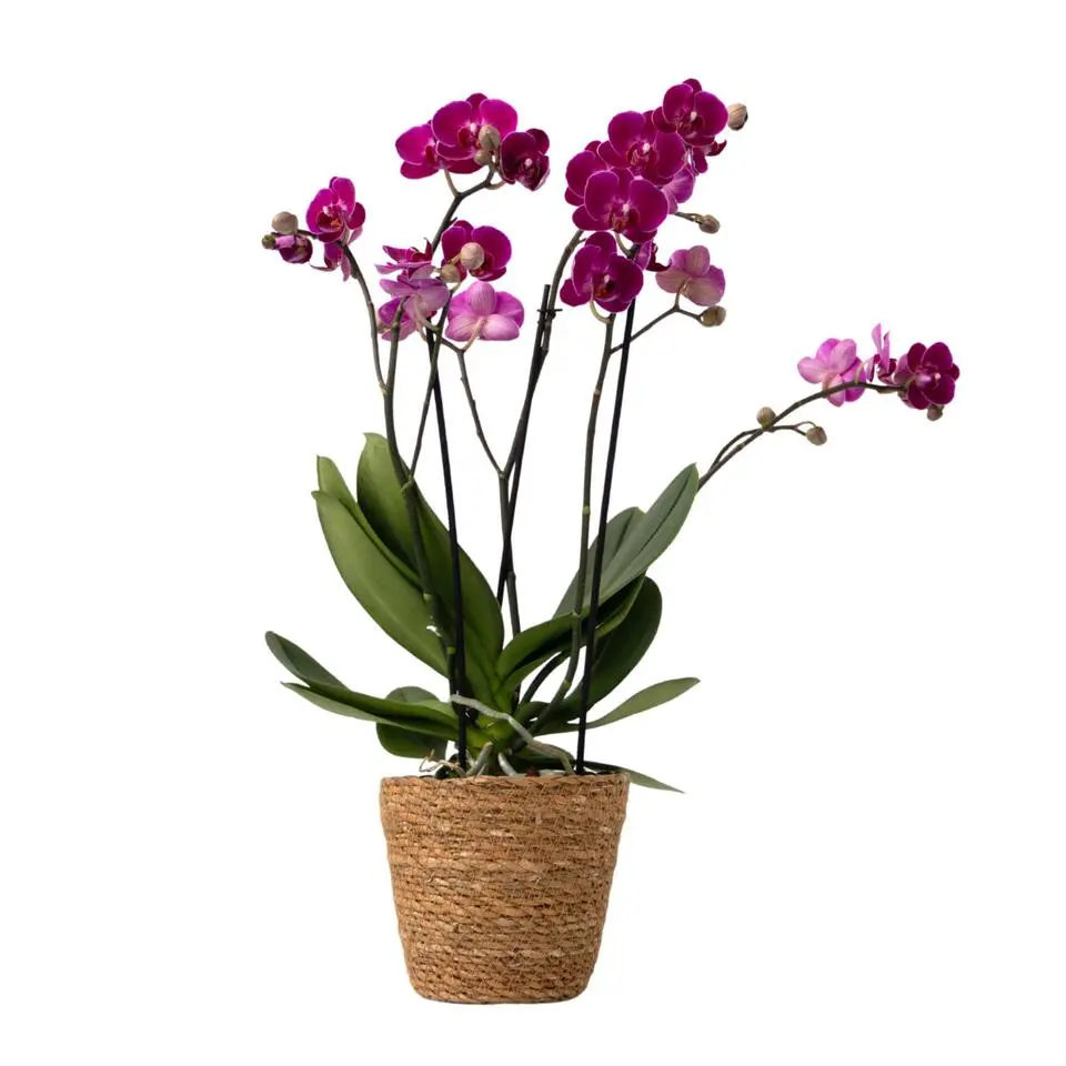Vlinderorchidee - Phalaenopsis Multiflora met mand - Hoogte 35-45cm - ⌀12cm