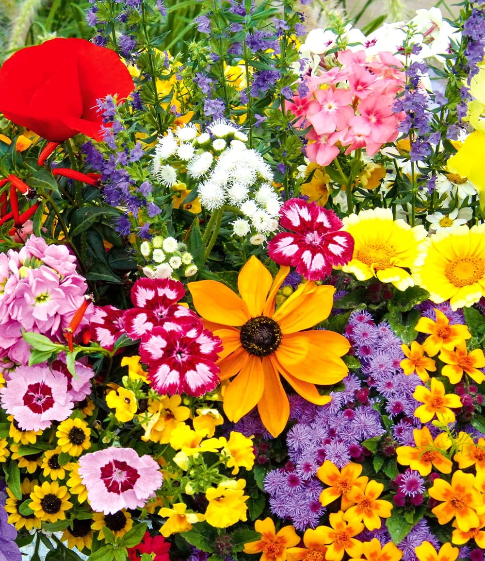 Bienen- und Schmetterlingsgarten-Mix