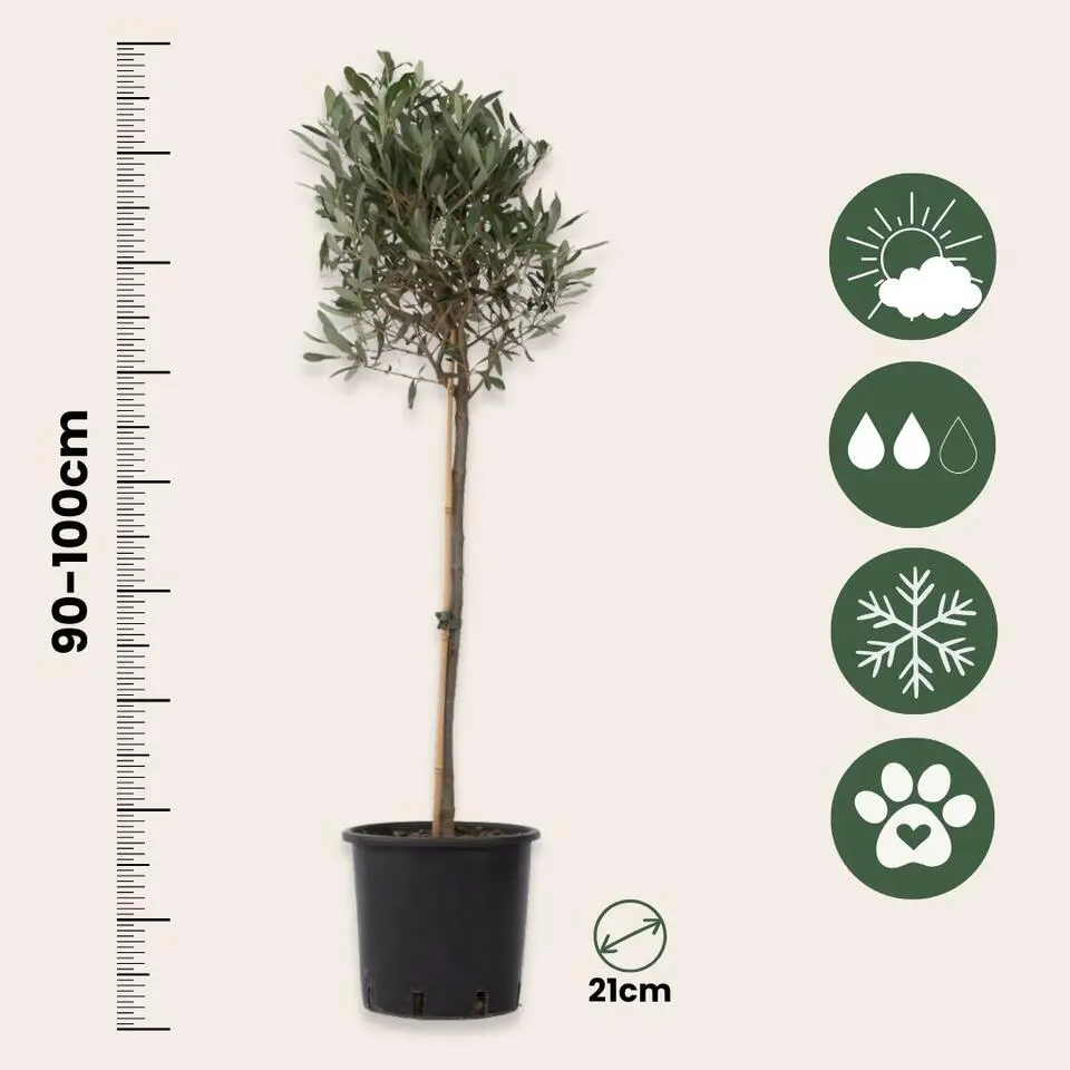 Olijfboom met voeding - Set van 2 - Olea europaea - Hoogte 90-100cm - ⌀21cm