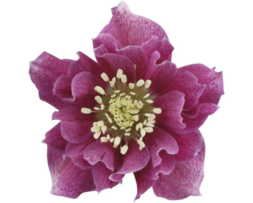 Kerstroos, Lenteroos FloraSelf Helleborus orientalis Viv Ø 19 cm pot dubbele bloemen