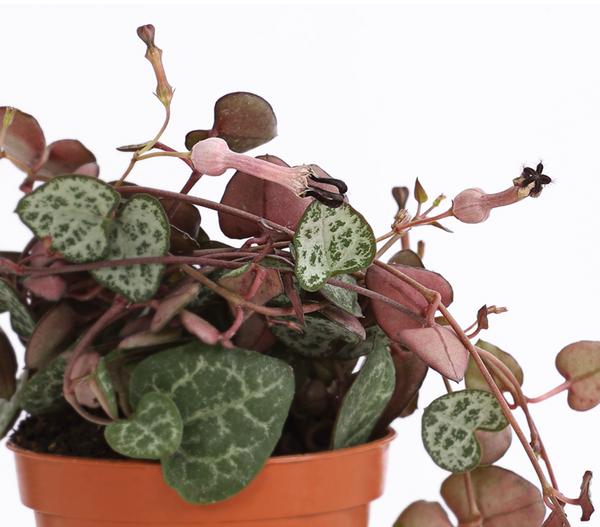 Leuchterblume - Ceropegia woodii, Ampel