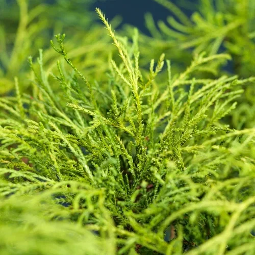 Chamaecyparis pisifera 'Filifera Nana' Trådsypress 'Filifera Nana' Ø17 cm