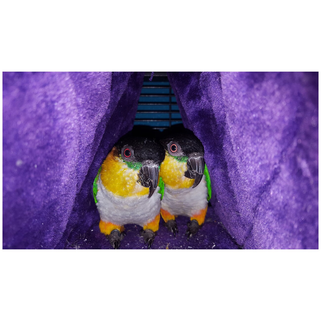 HappyBird Kuschelhöhle Happy Hut M
