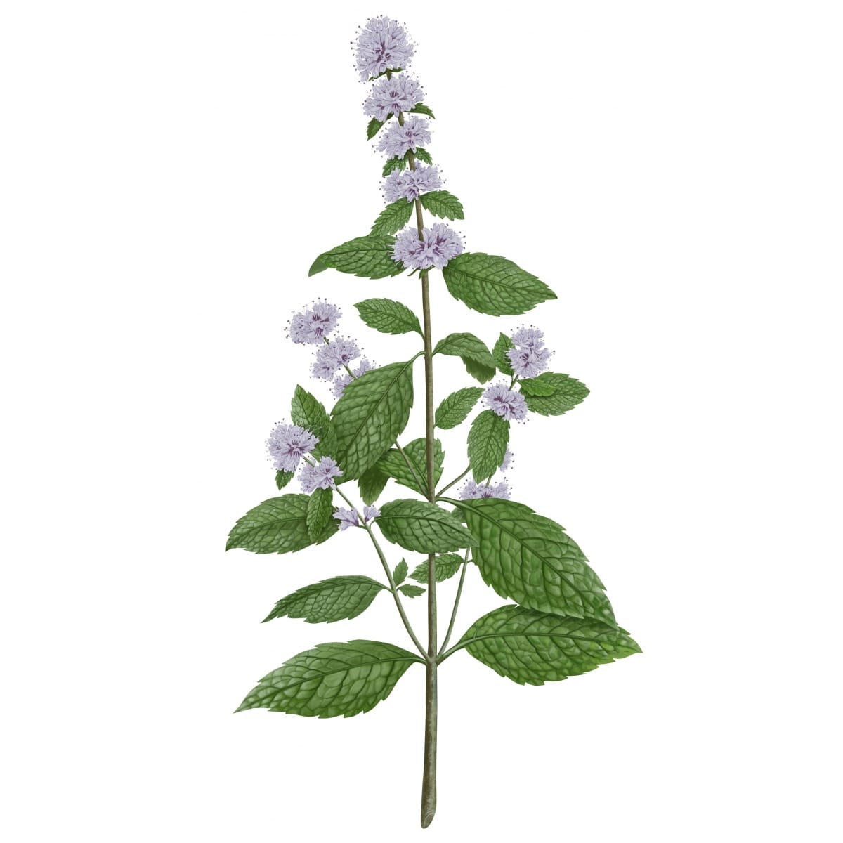 CARRIÈRE FRÈRES Menthe Verte - Mentha Spicata Bougie Parfumée