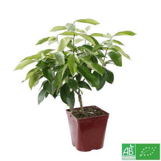 Citronnier 4 saisons:AB conteneur 3 litres