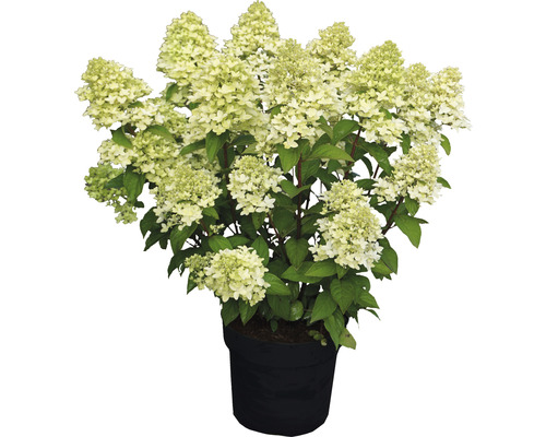 Pluimhortensia FloraSelf Hydrangea paniculata 'Magical Candle' ® H 50-60 cm Co 5 L