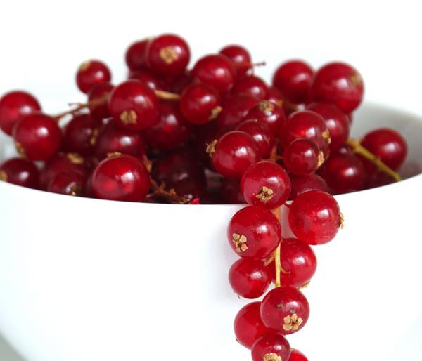 Johannisbeere 'Jonkheer van Tets'