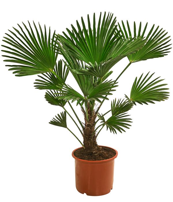 Wagners Hanfpalme