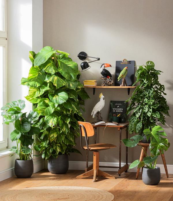 Fensterblatt - Monstera deliciosa