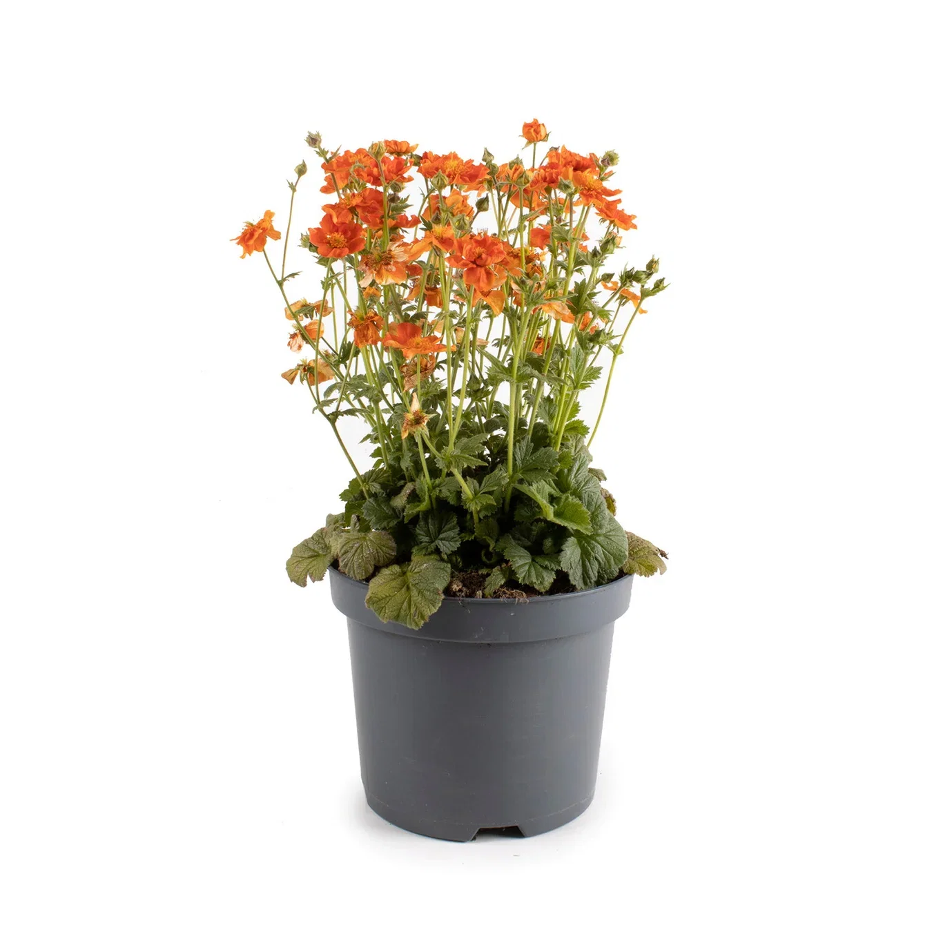 Geum TEMPO ORANGE Hagehumleblomst TEMPO ORANGE Ø15 cm
