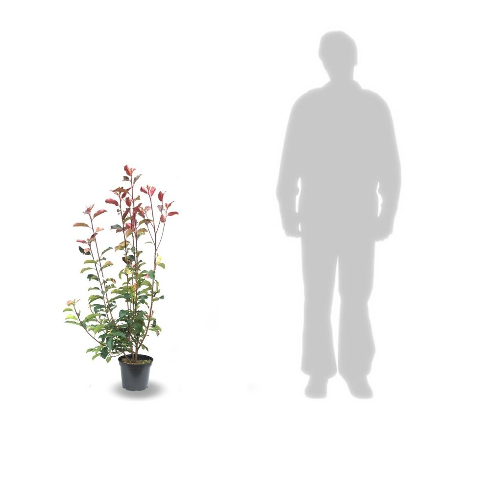 Photinia x fraseri red robin/photinia x fraseri red robin[-]pot de 5l - 80/100 cm
