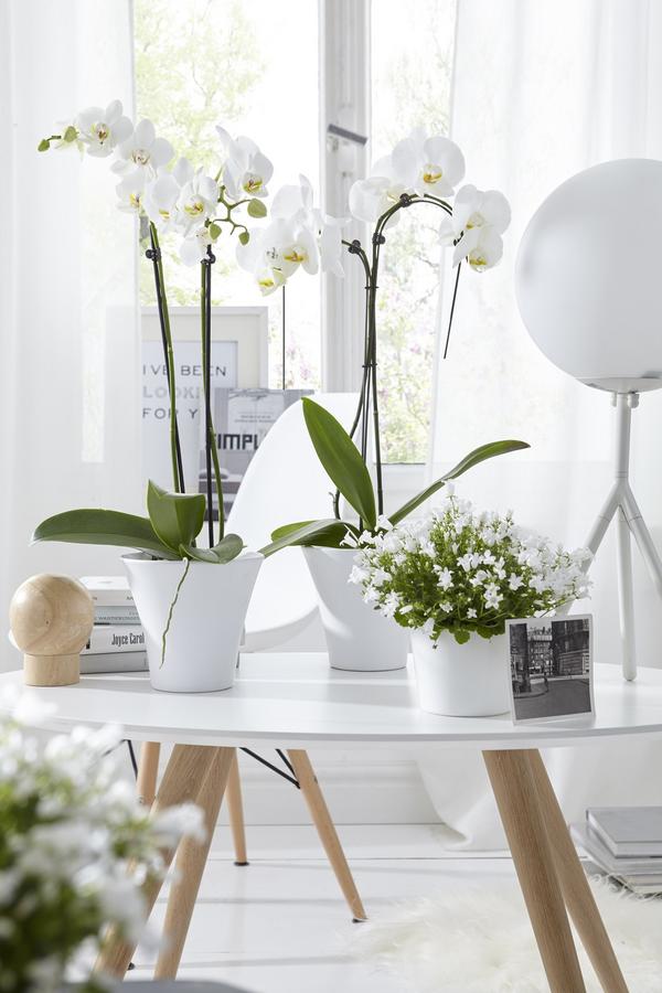 Schmetterlingsorchidee - Phalaenopsis