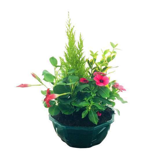 Composition 4 plantes en coupe plastique