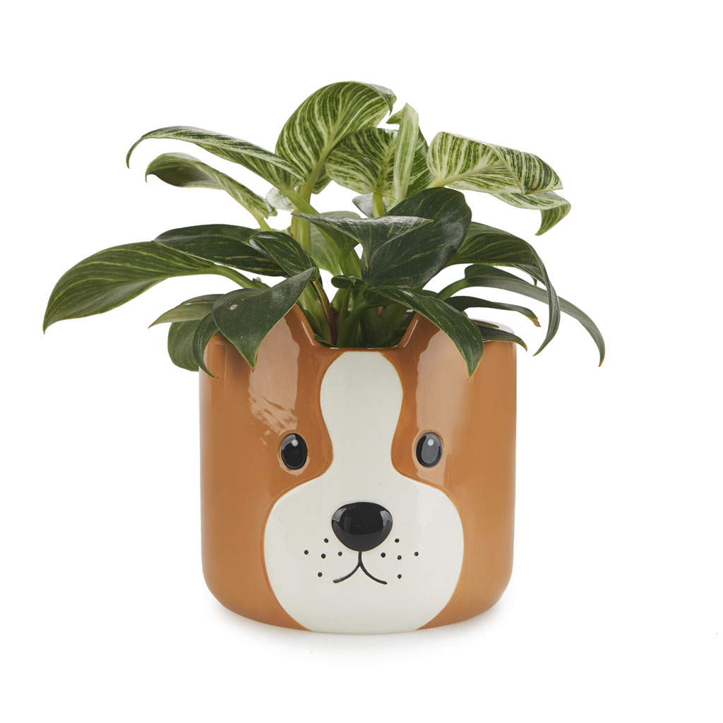 Vaso de flores Balvi Woof, marrom, original, cerâmica, 13,5 x 13,5 x 13,5 cm