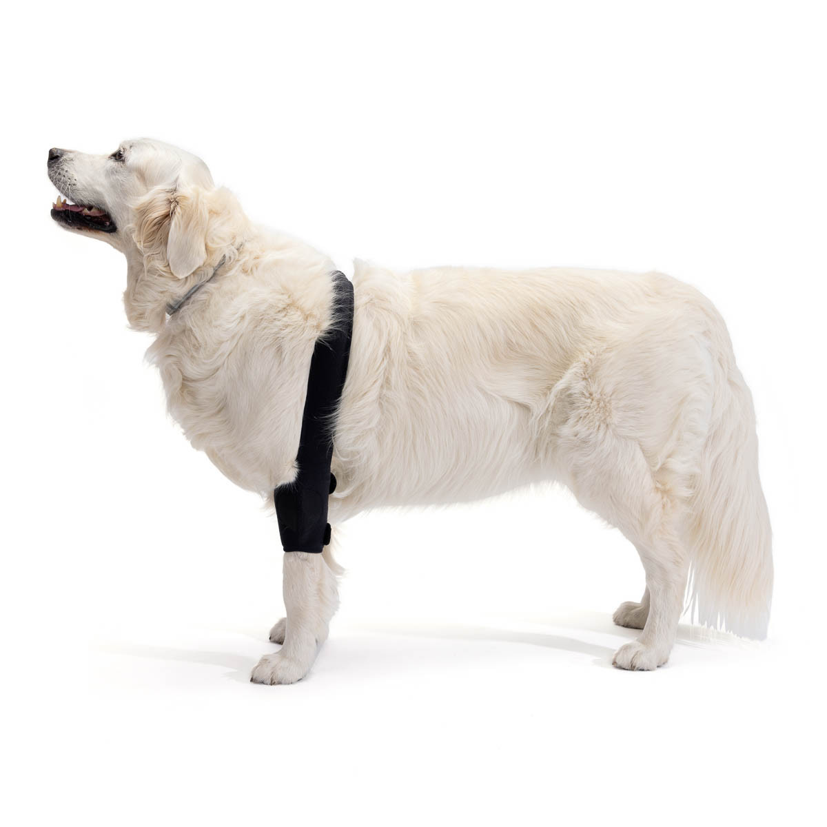 Protetor de cotovelo direito para cães com osteoartrite, lesões, higromas ou bursite.