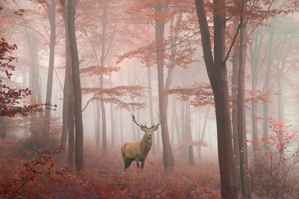Akustikbild HIRSCH 80x120cm, 7kg