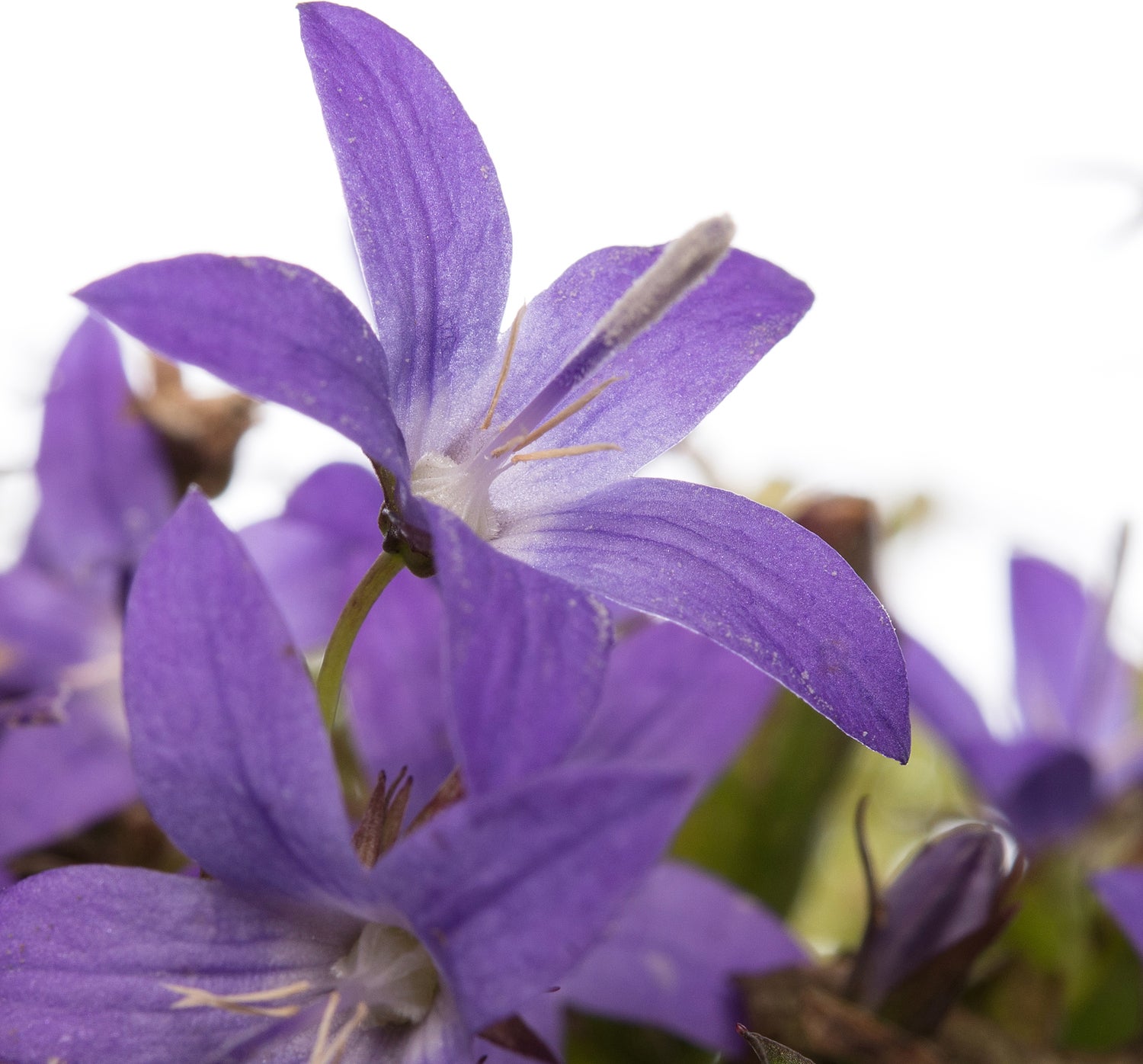 Kruipklokje (Campanula poscharskyana 'Stella') D 11 H 10 cm