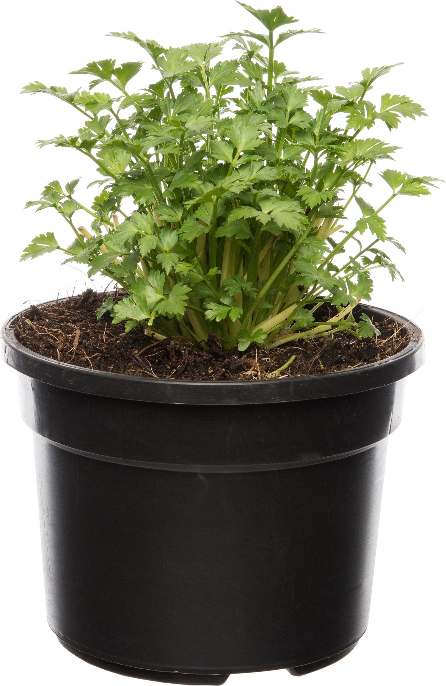 Biologische selderij (Apium graveolens) D 13 H 15 cm