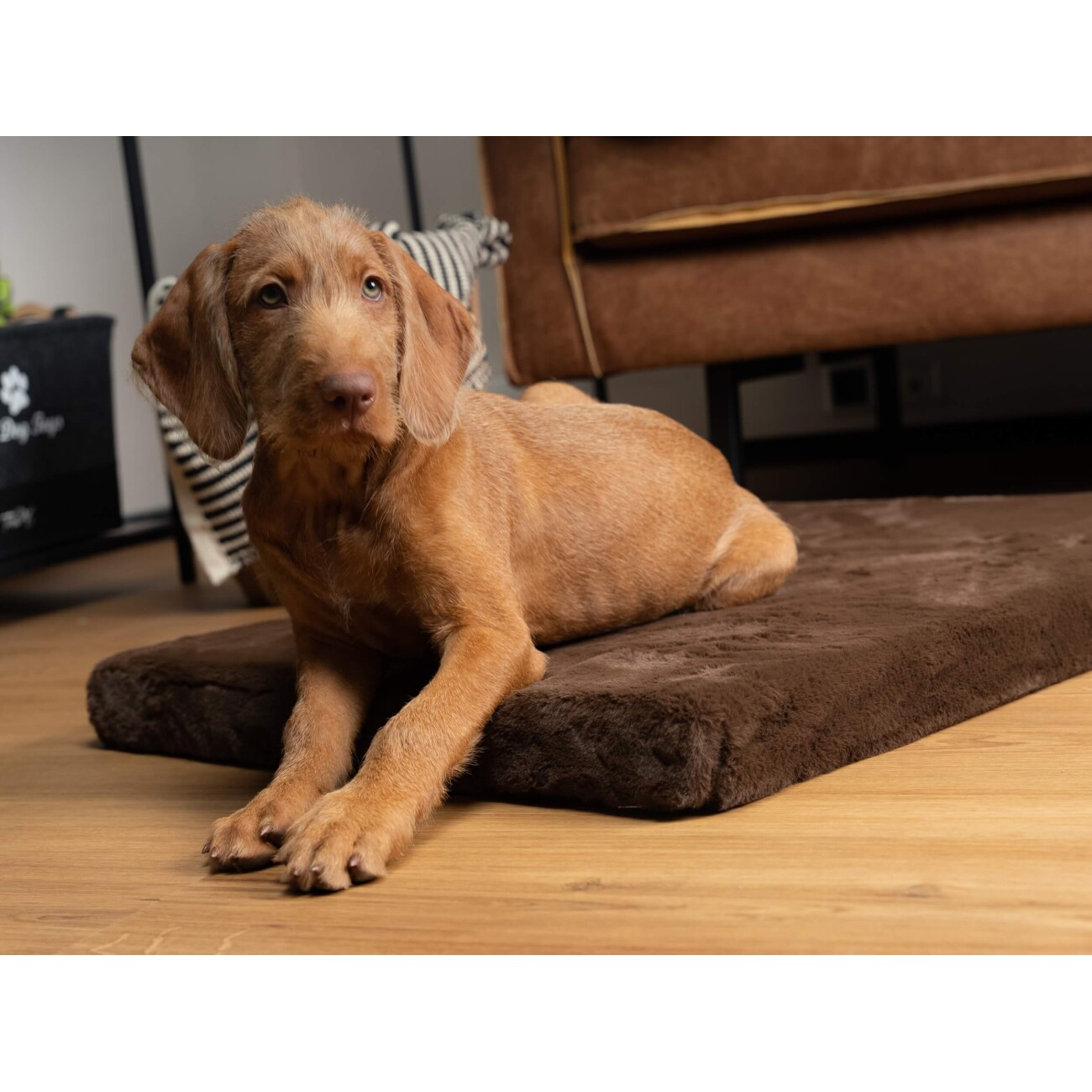 TrendPet VitaMedog orthopädische 5 cm Matratze braun XS