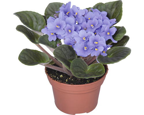 Afrikaanse Viooltjes Mix FloraSelf Saintpaulia H 20 cm Ø 12 cm Pot Willekeurige Variatie Selectie