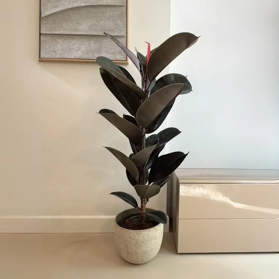 Rubberplant - Ficus Elastica 'Abidjan' - Hoogte 75-100cm - ⌀24cm