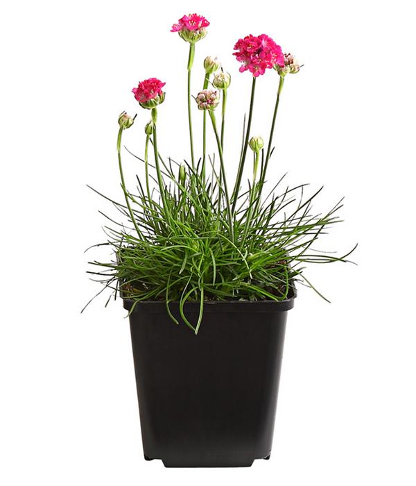 Bio Grasnelke, pink