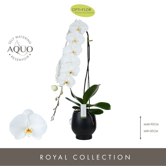 Orchidée - Phalaenopsis Formidablo D15-H90 avec cahe-pot noir