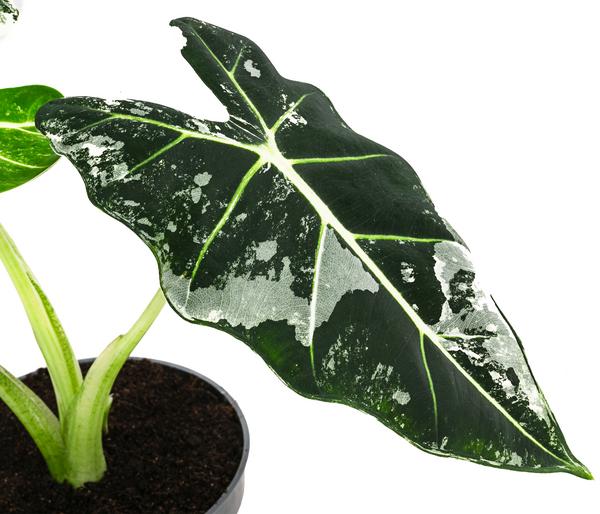 Pfeilblatt - Alocasia micholitziana 'Frydek'