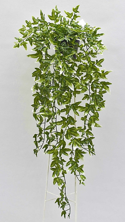 Pot Lierre 68