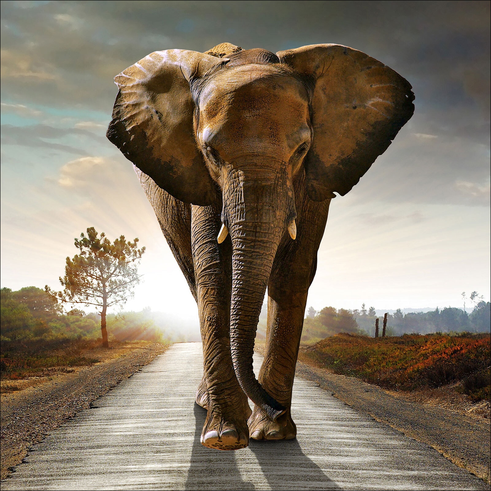 PRO ART Glas Art Bild ELEPHANT 80 x 80 cm Floatglas