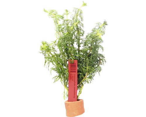 Kleine Ambulia - Limnophila sessiliflora HB