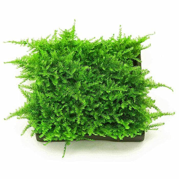 Planta tropical ibérica Vesicularia Montagnei 'musgo de Natal'