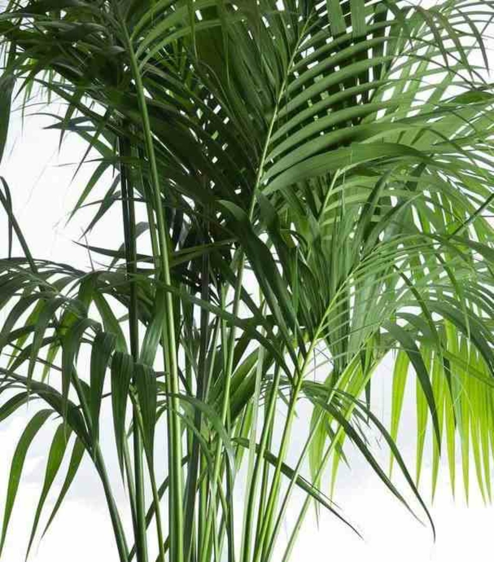 Howea forsteriana (kentia) taille pot de 3 litres - 100/120 cm