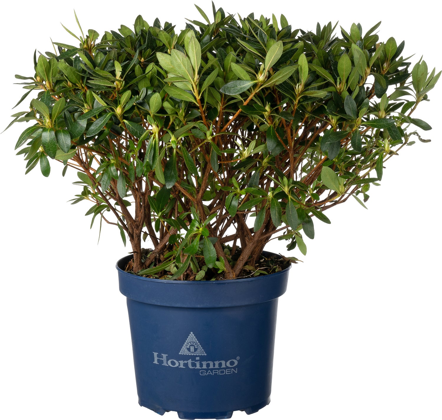 Japanse Azalea (Rhododendron japonica 'Evergreen') rood D 23 H 40 cm