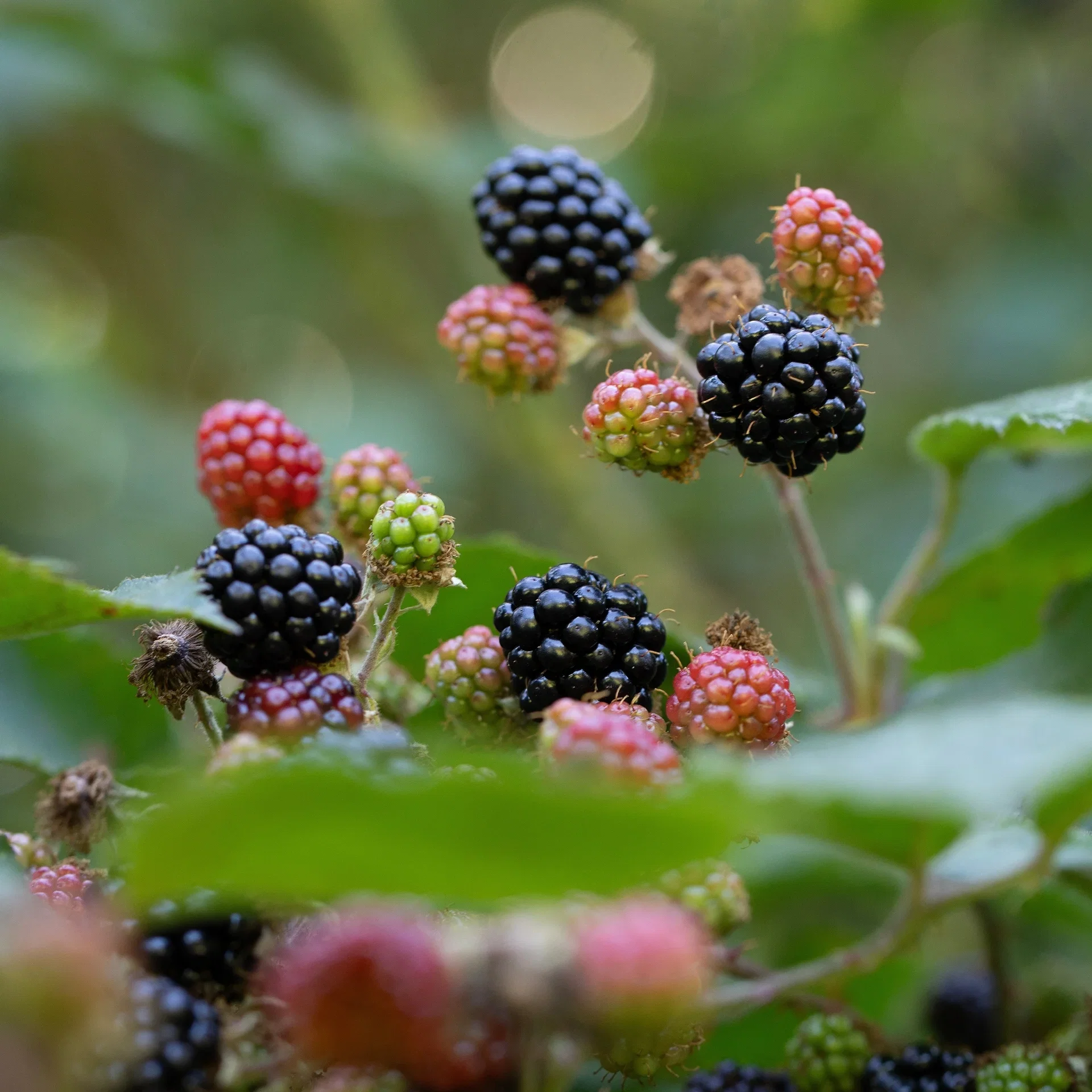 Rubus laciniatus 'Thornless Evergreen' Flikbjørnebær 'Thornless Evergreen' Ø13 cm